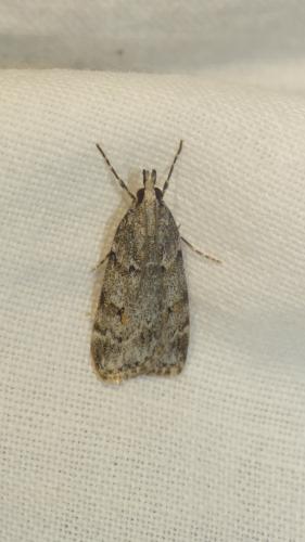 Scoparia sp.